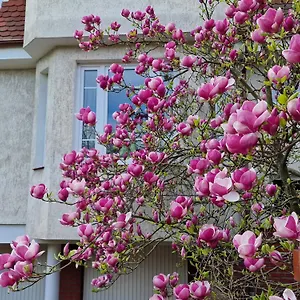 Magnolia , Sopot Polska